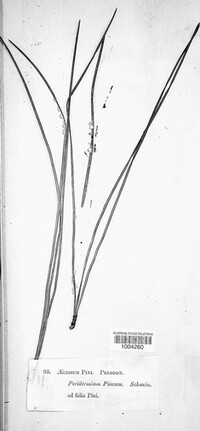 Cronartium pini image